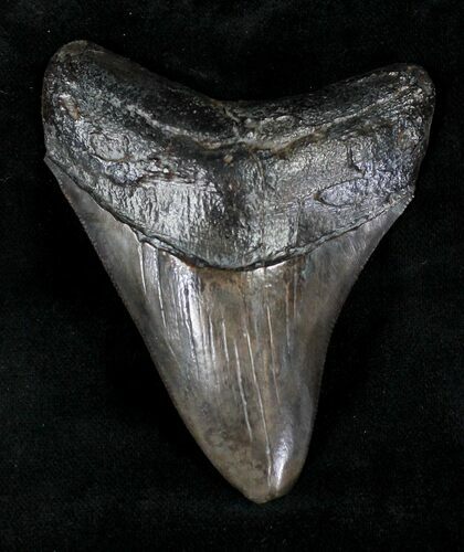 Serrated Megalodon Tooth - Georgia #20547